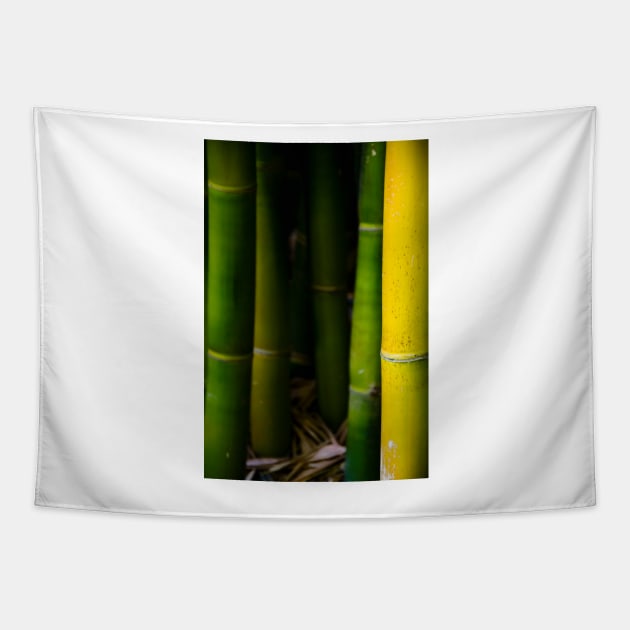 Bamboo Tapestry by jswolfphoto