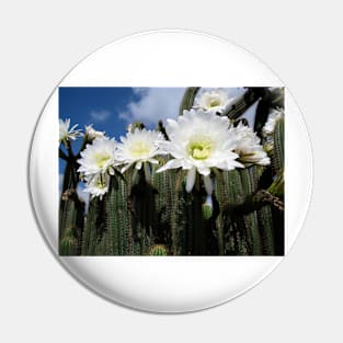 Cacti Flowers at Mount Gambier South Australia Pin