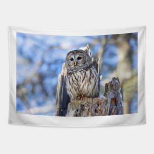 Barred Owl in Winter Tapestry