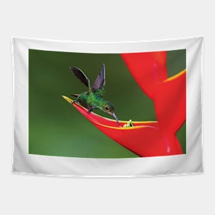 Fiery Throated Hummingbird  Feeding On Red Wildflower Tapestry