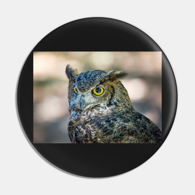 Owl Portrait, Grants Pass, Oregon, 2016 Pin by JeffreySchwartz