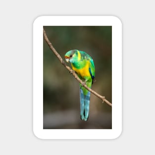 Mallee Ringneck Parrot Magnet