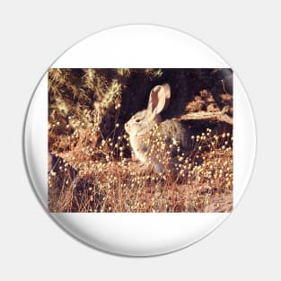 Desert Cottontail, Rabbit, Cute and Cuddly Pin