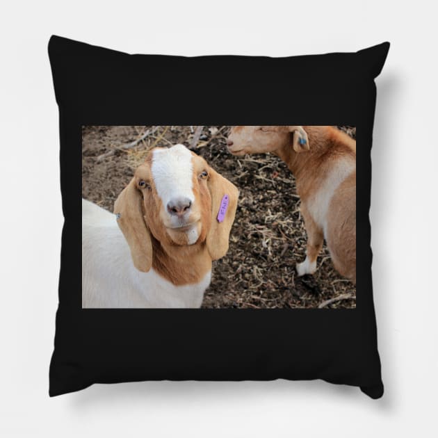 Daphne The Goat Pillow by ElisabethFriday