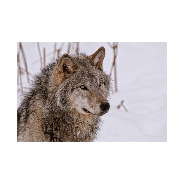 Timber Wolf Portrait by jaydee1400