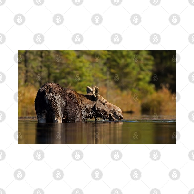 Swimming with Moose - Algonquin Park, Canada by Jim Cumming