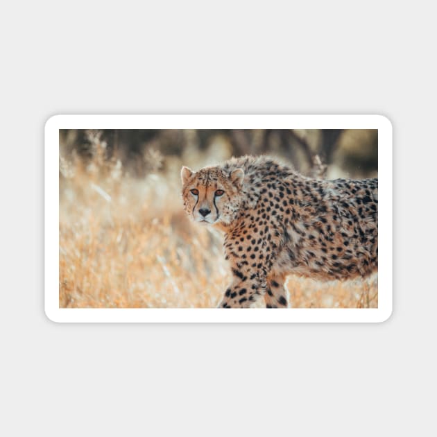 Safari Cheetah Magnet by withluke