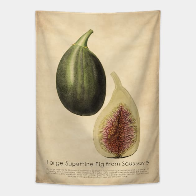 Large Superfine Fig from Saussaye With Details Tapestry by ptMaker