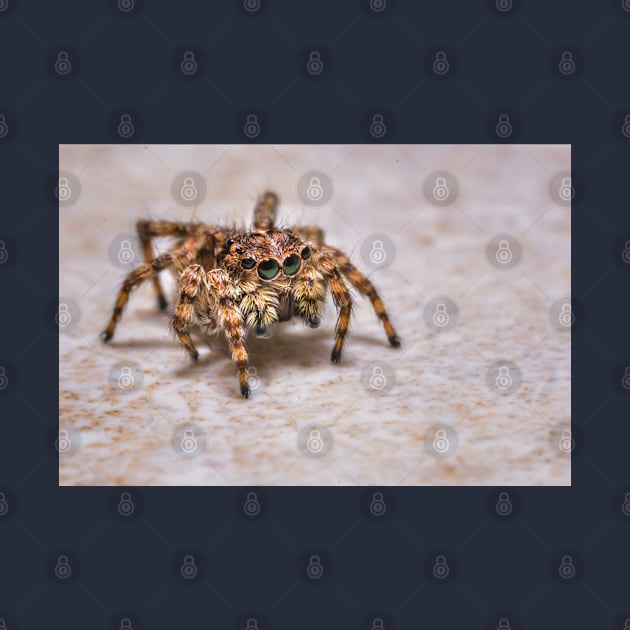 Orange-Brown Jumping Spider on a Kitchen Tile. Macro Photograph by love-fi