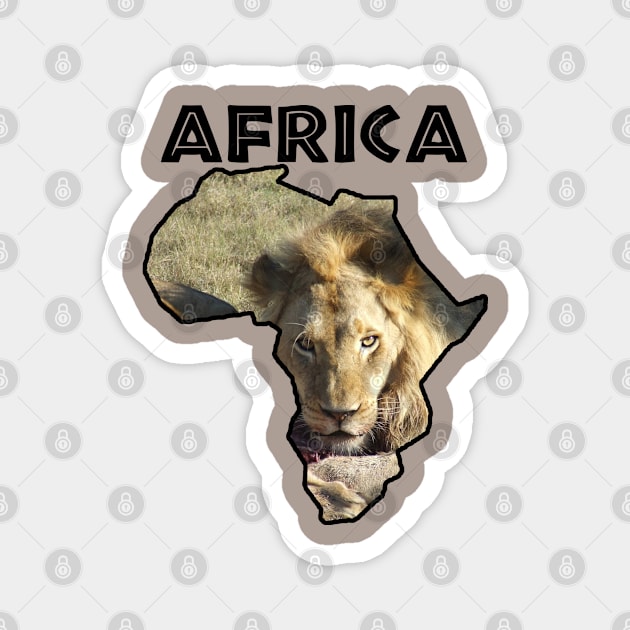 Africa Wildlife Continent Lion Stare Magnet by PathblazerStudios