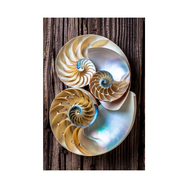 Three chambered nautilus by photogarry