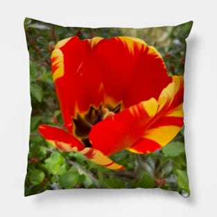 Beautiful Red and Yellow Tulip Pillow