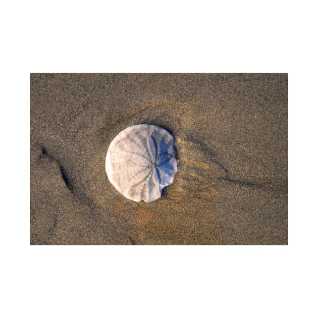 Sand Dollar in the Sand by DeniseBruchmanPhotography