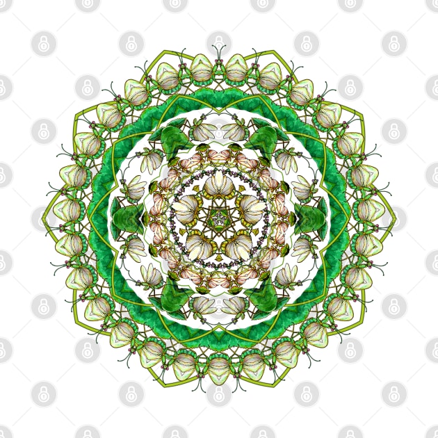 Mantis Mandala by ThisIsNotAnImageOfLoss