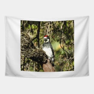 Acorn woodpecker, birds, wildlife, gifts Tapestry