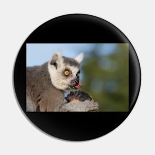 A-lemur-with-its-tongue-out Pin