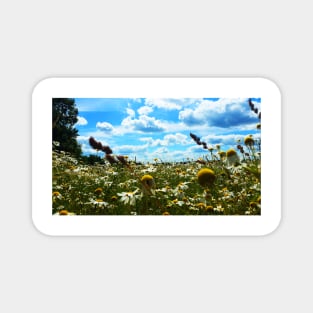 field of daisies Magnet