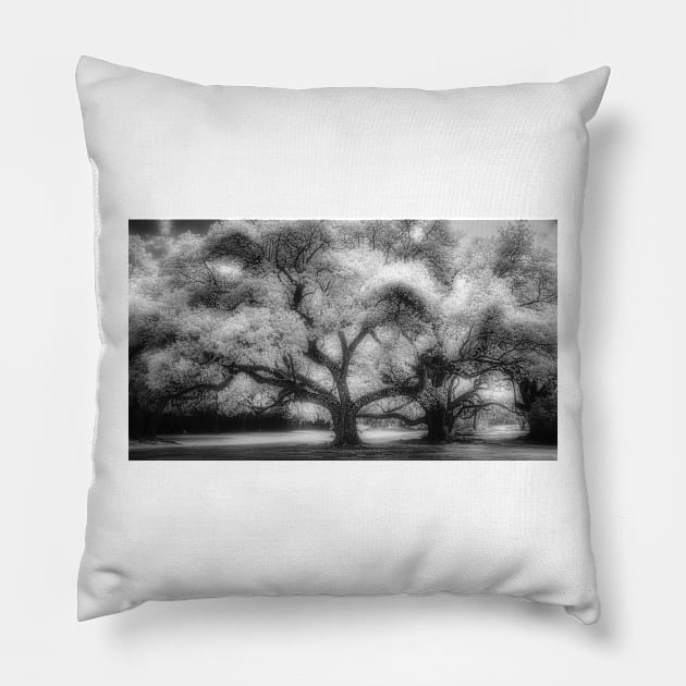 Live Oak Trees at Avery Island Infrared Pillow by jforno