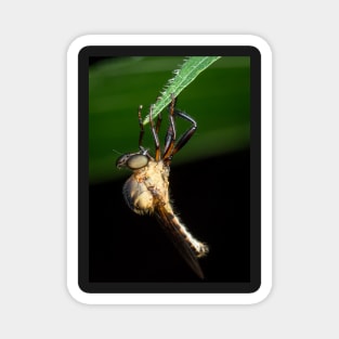 A robber fly (assassin fly) wait for its next prey Magnet