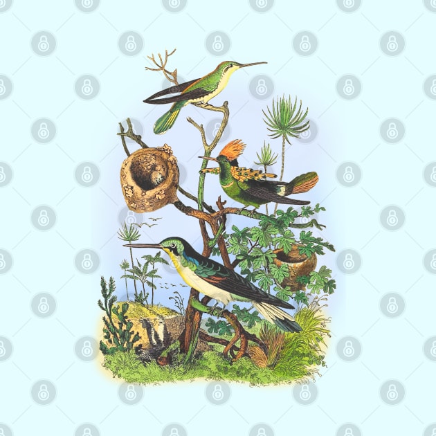 BIRDS Wildlife Illustration by Biophilia