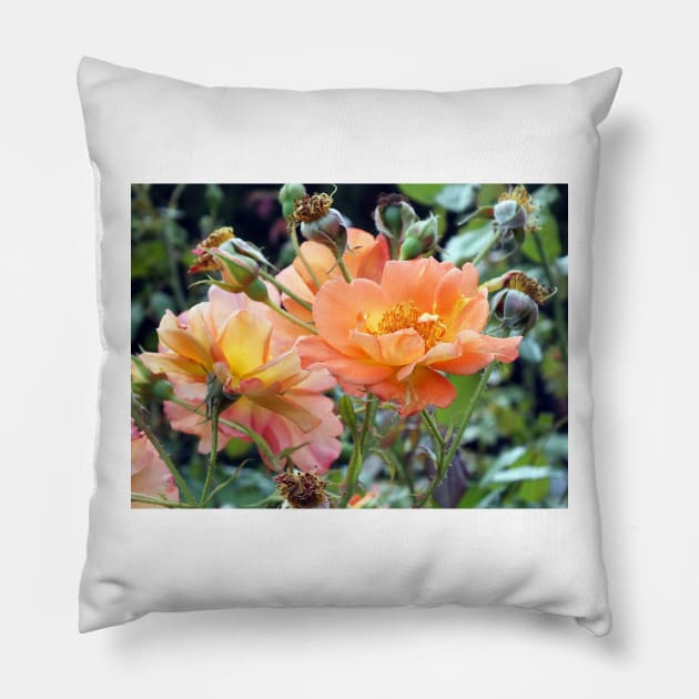 Peach Coloured Roses Pillow by pinkal