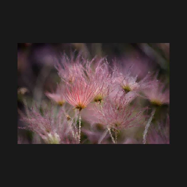 "Iced Pink" ~ Apache Plume by VKPelham