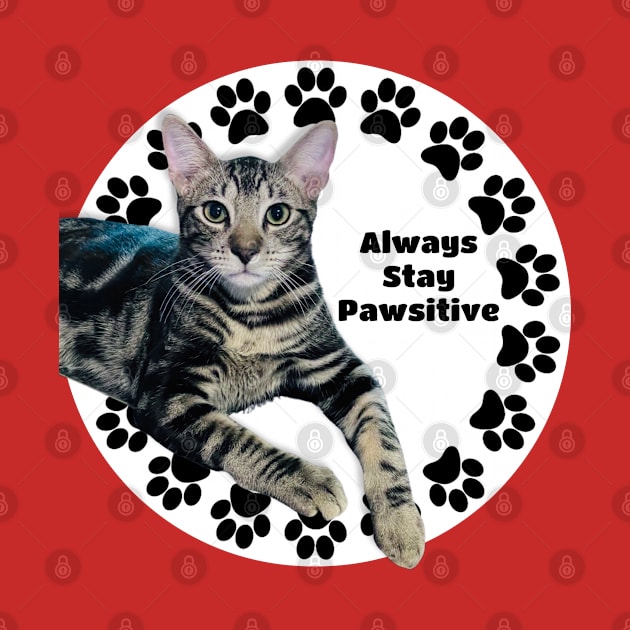 Always Stay Positive Grey Cat by Long-N-Short-Shop