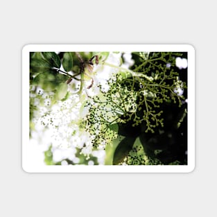 Elderflower blossom in midsummer light Magnet