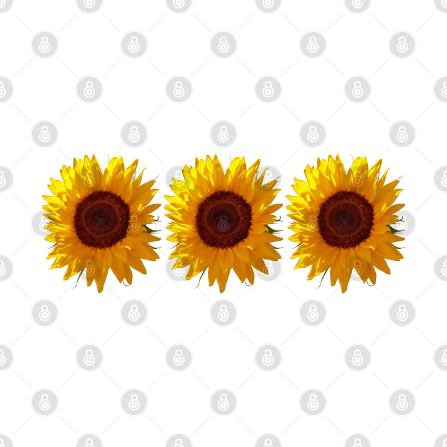 Three Sunflowers Photo by ellenhenryart