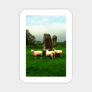 Ovine Tourists Magnet