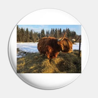 Scottish Highland Cattle Cow 1689 Pin