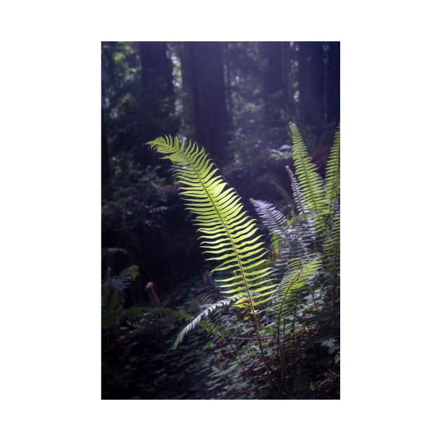 Moody fern by blossomcophoto