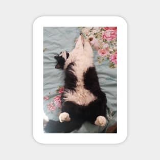 Tuxedo Cat Funny Cute Sleeping and Air-Kneading Magnet