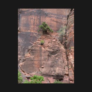 Bonsai In Rock Wall T-Shirt