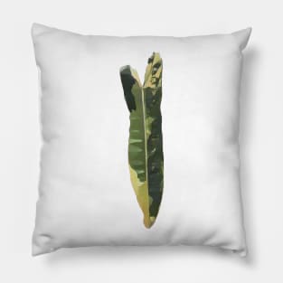 Rare and Expensive Variegated Philodendron Billietiae Design Pillow