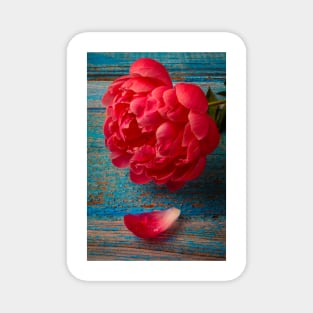 Peony On Blue Table Magnet