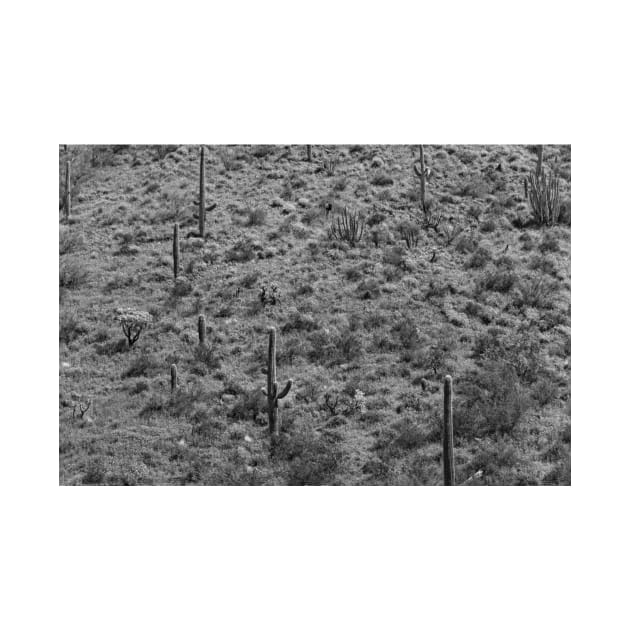 Saguaro Cacti Organ Pipe Cactus National Monument by RhysDawson