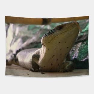 Curious Encounter: Close-Up Blue Tongue Lizard Tapestry