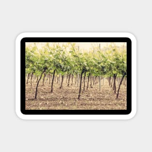 Vineyard Magnet