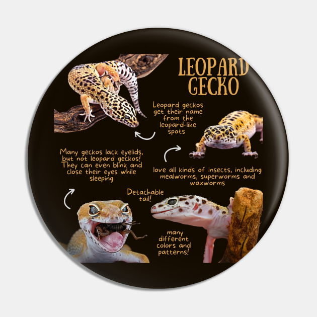 Animal Facts - Leopard Gecko - Gecko - Pin | TeePublic Animal Facts - Leopard Gecko - Gecko - Pin | TeePublic