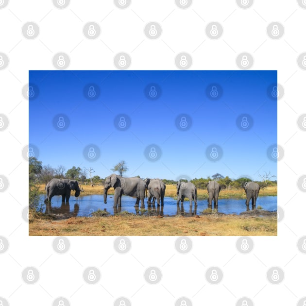 Elephants Wading in a Shallow River in Botswana by SafariByMarisa