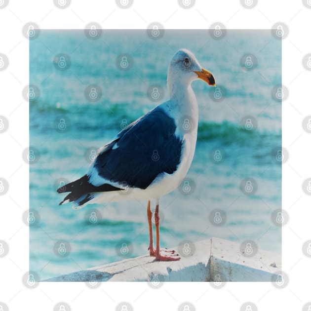 Solitary SeaGull looking into the Blue Pacific Ocean Coast by Star58