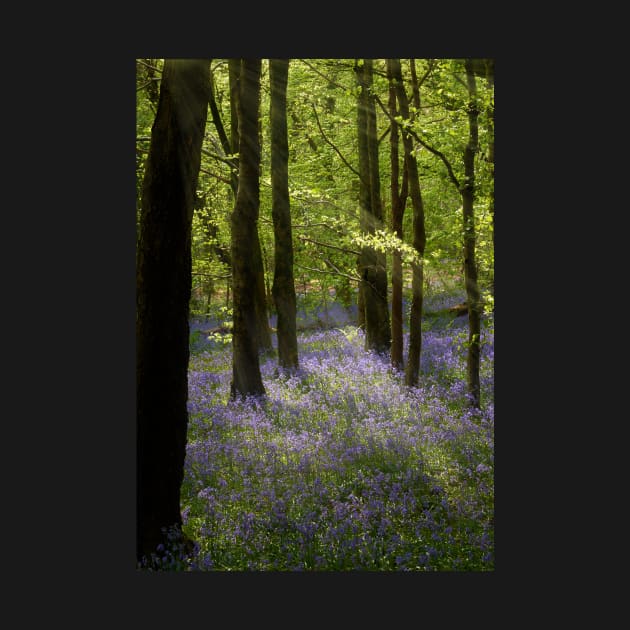 Bluebell Woods by RJDowns