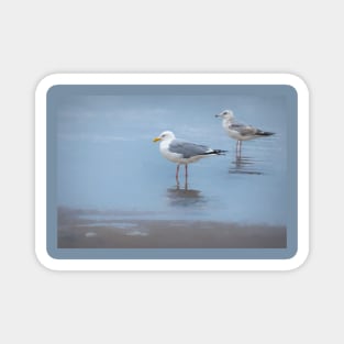 Seagulls At Boca Chica Beach Magnet