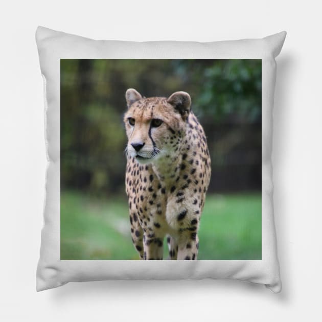 Cheetah 010 Pillow by JAMFoto
