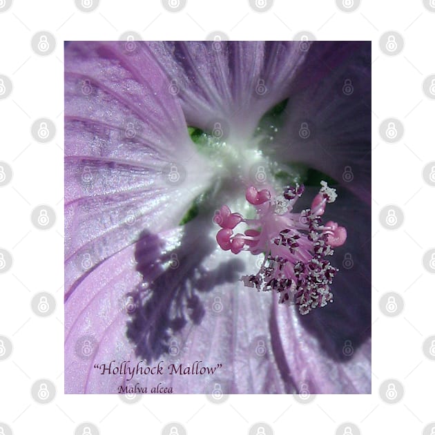 Hollyhock - Super Macro by AlienVisitor