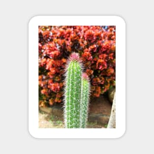 Cactus Magnet