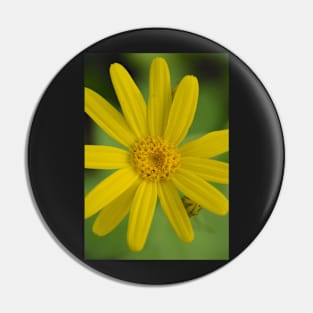 Heartleaf Arnica Pin