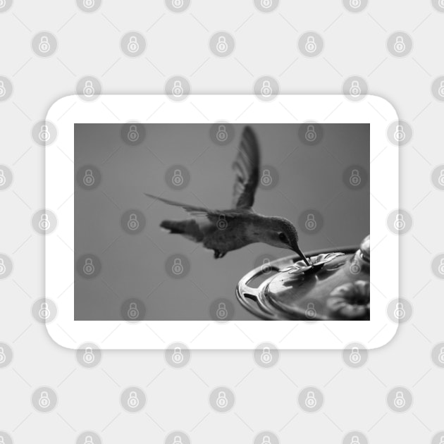 Hummingbird at Feeder Black and White 3 or 3 Magnet by ButterflyInTheAttic