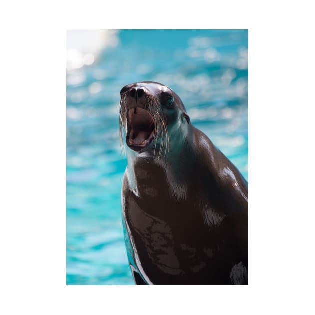 Pinniped Friend by Jacquelie